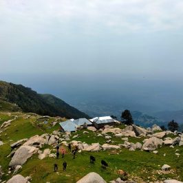 Triund Trek